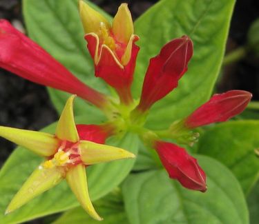 Spigelia marilandica - Indian Pink