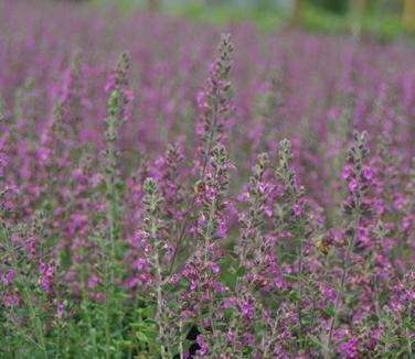 Teucrium chamaedrys 