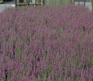 Teucrium chamaedrys 