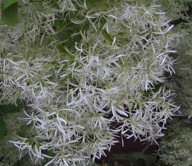 Chionanthus virginicus