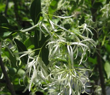 Chionanthus virginicus - White Fringetree