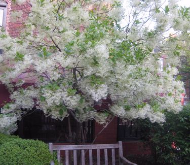 Chionanthus virginicus 