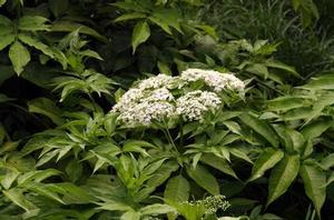 Sambucus canadensis Adams