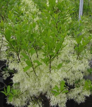 Chionanthus virginicus