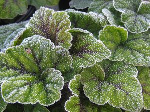 Tiarella cordifolia Running Tapestry (w/ frost)