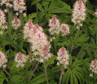 Tiarella x Candy Striper - Foamflower