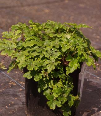 Tiarella x 'Jeepers Creeper'