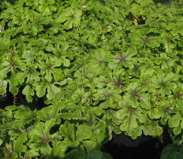 Tiarella x Jeepers Creepers - Foamflower 