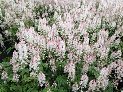 Tiarella x Jeepers Creepers