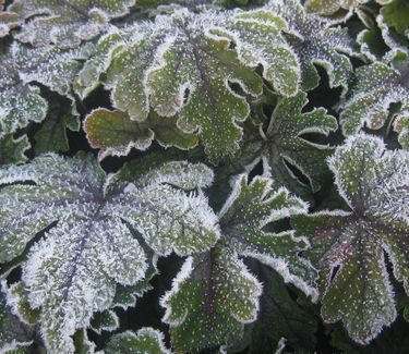 Tiarella x 'Jeepers Creepers' - Foamflower (w/ frost)