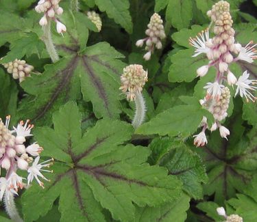 Tiarella x Jeepers Creepers - Foamflower 