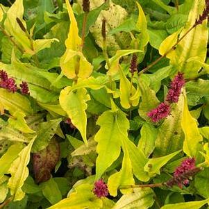 Persicaria amplexicaulis Golden Arrow