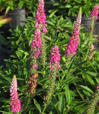 Veronica spicata Red Fox