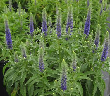 Veronica spicata Royal Candles 