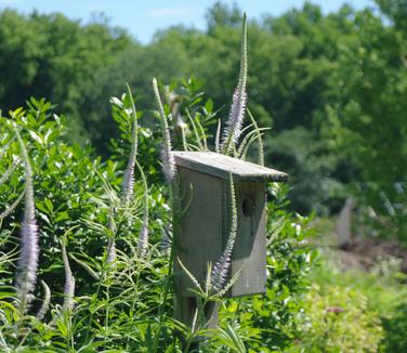 Veronicastrum virginicum