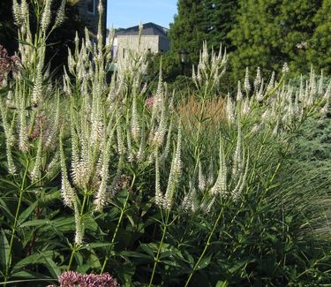 Veronicastrum virginicum (Scott Arb)