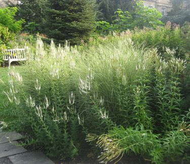 Veronicastrum virginicum - Culver Root (at Scott Arboretum)