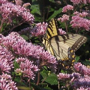 Eupatorium dubium Little Joe