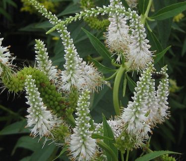 Veronicastrum virginicum - Culver Root