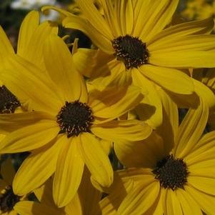 Helianthus salicifolius First Light