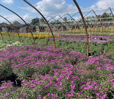 Vernonia lettermannii 'Iron Butterfly'