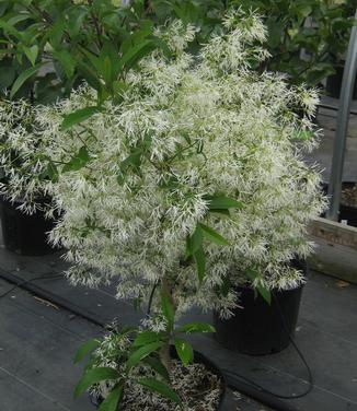 Chionanthus virginicus Spring Fleecing