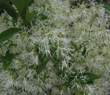 Chionanthus virginicus Spring Fleecing