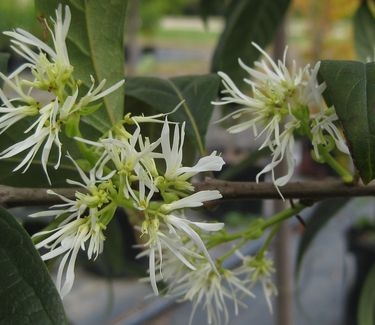 Chionanthus virginicus Spring Fleecing