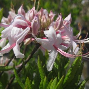 Rhododendron arborescens 