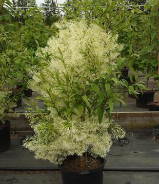 Chionanthus virginicus Spring Fleecing