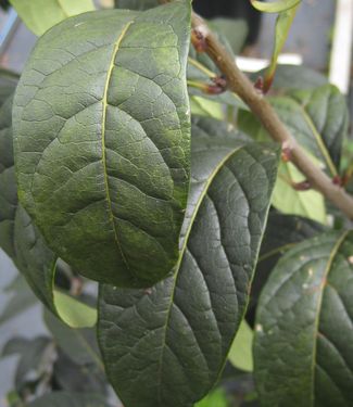 Chionanthus virginicus Spring Fleecing