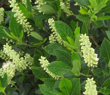 Clethra alnifolia 'Sixteen Candles' - Summersweet 