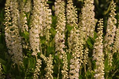 Clethra alnifolia 'Sixteen Candles' - Summersweet 