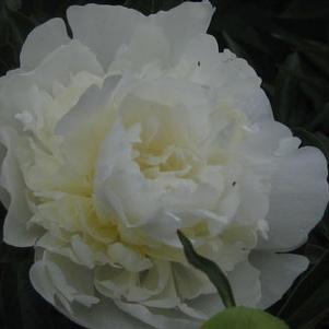 Paeonia Duchesse de Nemours