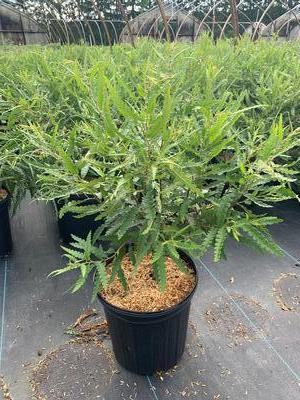 Comptonia peregrina - Sweetfern from Pleasant Run Nursery
