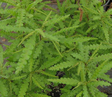 Comptonia peregrina - Sweetfern 