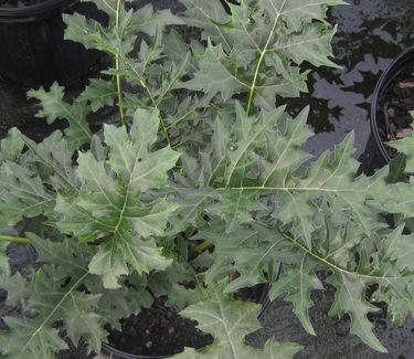 Acanthus spinosus - Spiny Bear's Breeches 