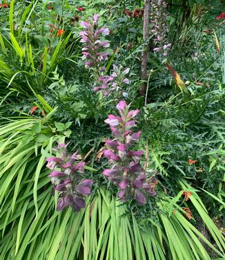 Acanthus spinosus - Spiny Bear's Breeches from Pleasant Run Nursery