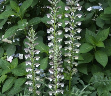 Acanthus spinosus - Spiny Bear's Breeches