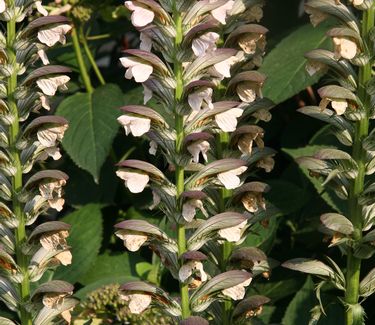 Acanthus spinosus 