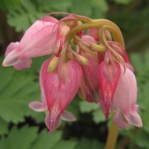 Dicentra x Luxuriant