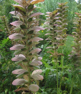 Acanthus spinosus (@ Rutgers Gardens)