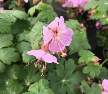 Geranium macrorrhizum Ingwersen's Variety