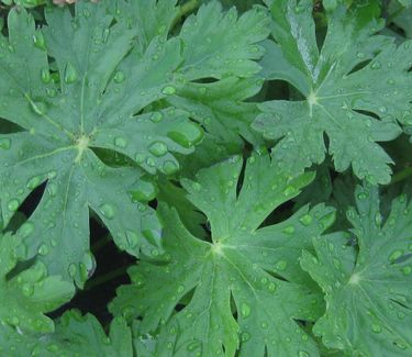 Geranium macrorrhizum 'Ingwersen's Variety' - Bigroot Cranesbill