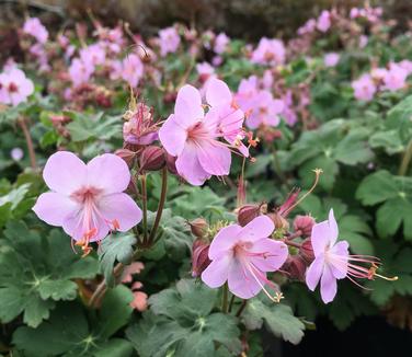 Geranium macrorrhizum Ingwersen's Variety