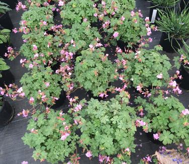 Geranium macrorrhizum Ingwersen's Variety