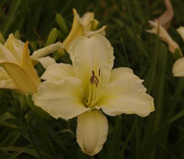 Hemerocallis Sunday Gloves