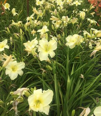 Hemerocallis Sunday Gloves