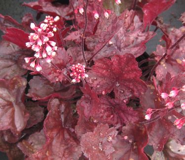 Heuchera x 'Fire Chief' - Coral Bells