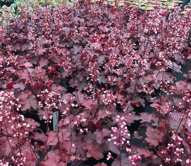 Heuchera x Fire Chief 